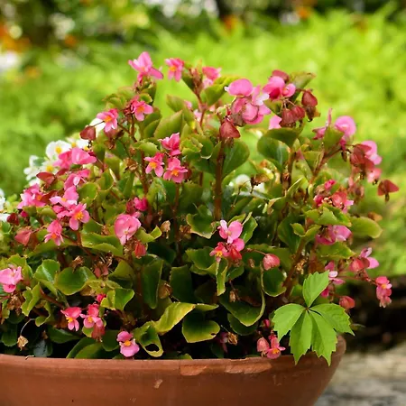 Lejlighed Irena Pula